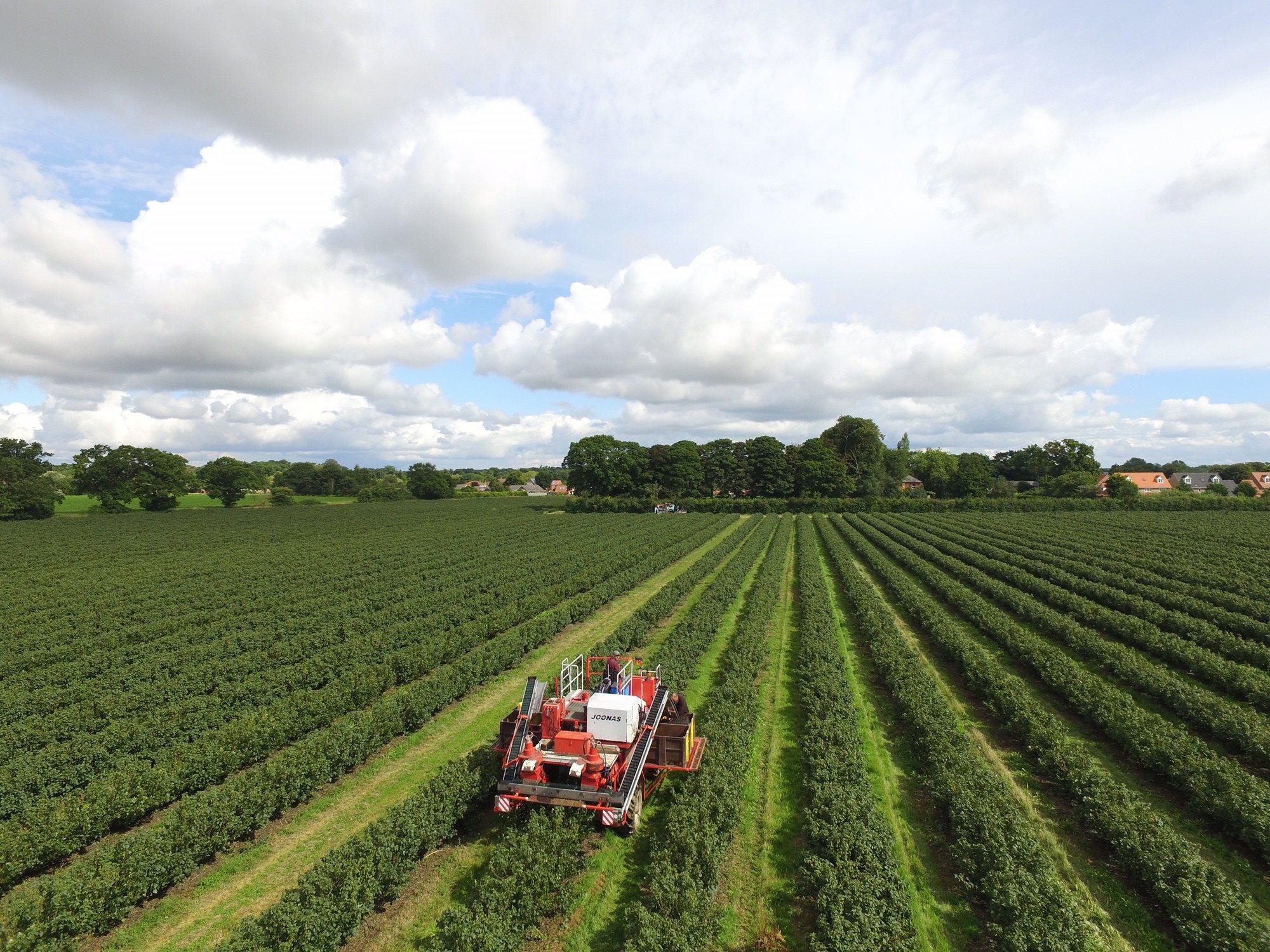 Ribena Blackcurrant Harvesting